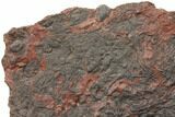 Silurian Fossil Crinoid (Scyphocrinites) Plate - Morocco #148859-2